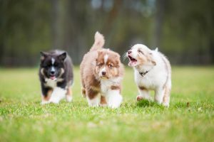 Images (21)